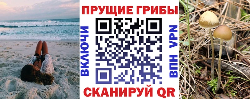 как найти   Армянск  Галлюциногенные грибы Psilocybe 